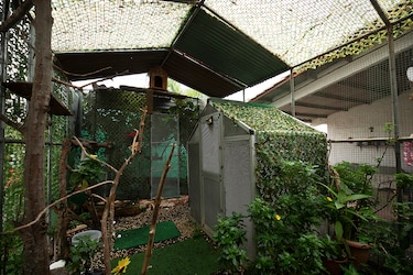 ‘No son mascotas’: Profesora Ileana Cotes, la encantadora de búhos