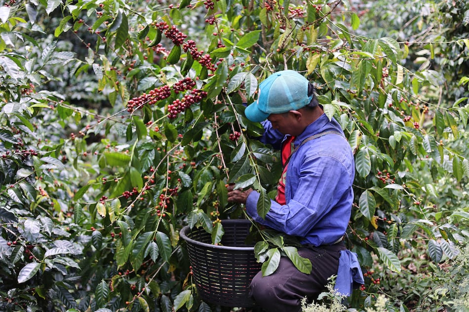 El café de lujo de Panamá escapa a las fluctuaciones de la bolsa, no al cambio climático