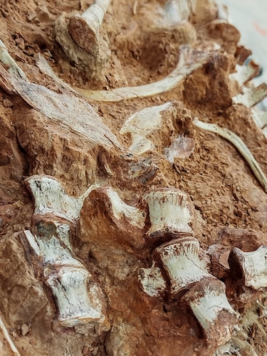 Las inundaciones en Brasil revelaron un fósil de dinosaurio de 233 millones de años