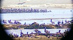 El día de las aves