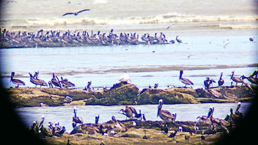 El día de las aves