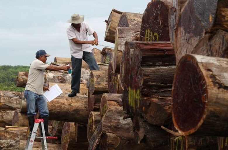 Los dueños de la madera en la provincia de Darién