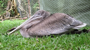 Pelícanos, en peligro por intoxicación