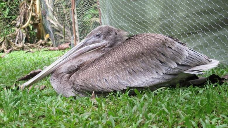 Pelícanos, en peligro por intoxicación