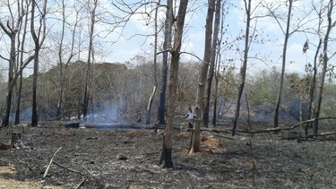 Varias hectáreas consumidas por incendio de masa vegetal en el Instituto Nacional de Agricultura