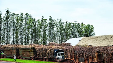 En riesgo producción de azúcar brasileña