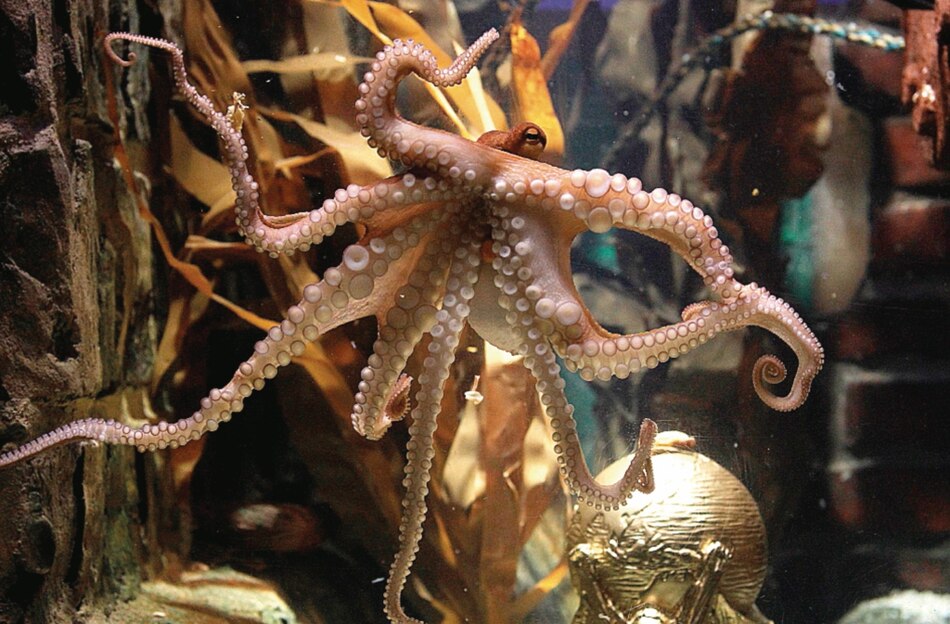 Crearán la primera granja de pulpos del mundo en España