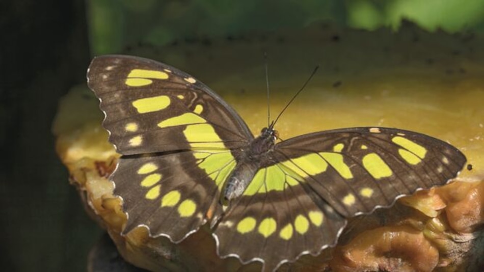 Abundancia de peces y mariposas: la realidad 500 años después