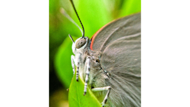 La gran familia de insectos