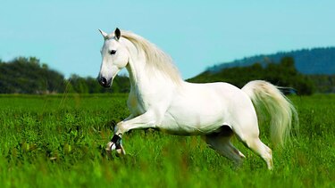 Yoga desde el lomo de un caballo