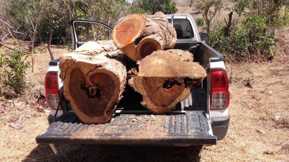 Investigan tala ilegal de cocobolo en Azuero