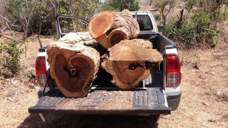 Investigan tala ilegal de cocobolo en Azuero