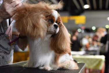 El certamen canino de Nueva York, un asunto de profesionales