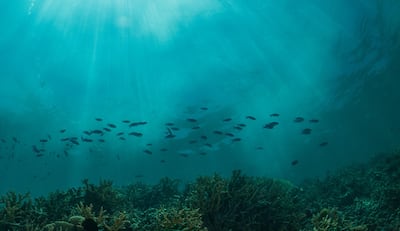 Buscan frenar los efectos nocivos de la geoingeniería en los océanos