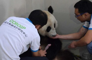 Panda gigante da a luz a dos gemelos en China a la edad récord de 23 años