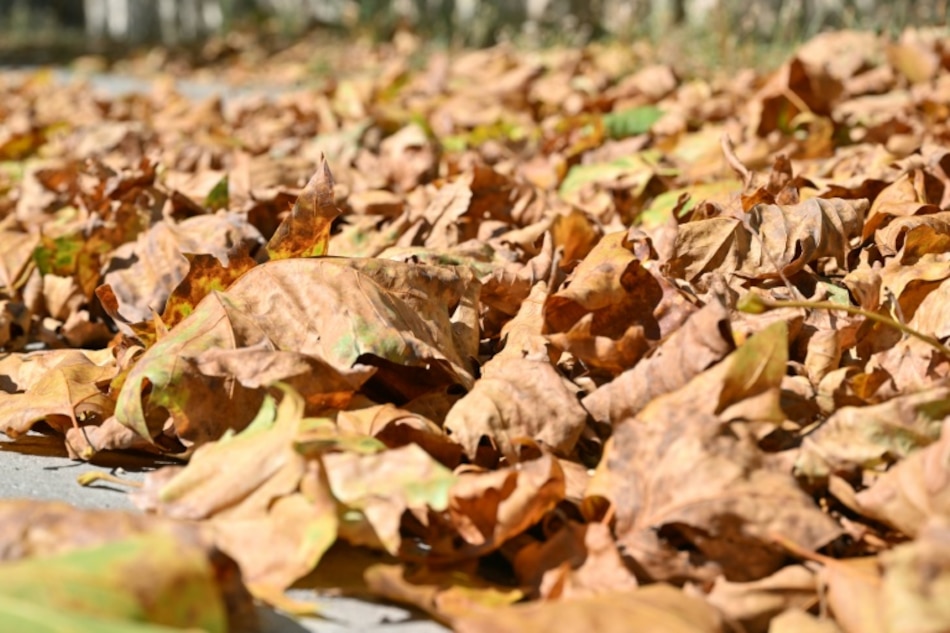 Francia registró en 2025 uno de los años más cálidos