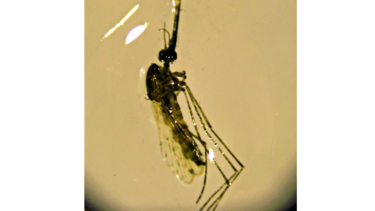 Mutación anula a la malaria
