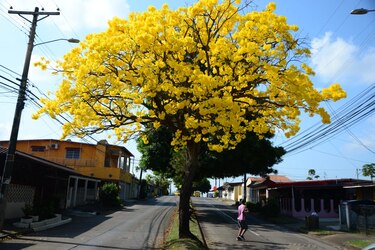 El guayacán florece al ritmo del cambio climático