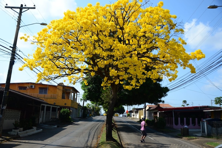 El guayacán florece al ritmo del cambio climático