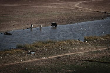 El lago Titicaca pierde vida, peces y habitantes por el avance de la contaminación