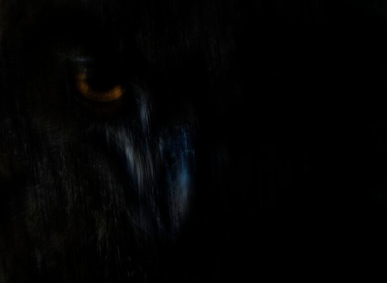 La historia de la foto ‘perfecta’ que tomó una década capturar y otras imágenes ganadoras del premio Fotógrafo de la Vida Silvestre 2025