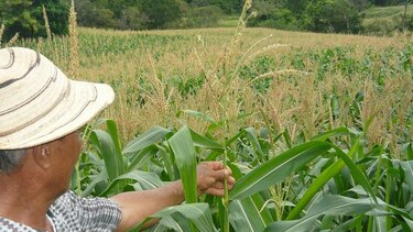 Disminuye el aseguramiento de maíz en Los Santos