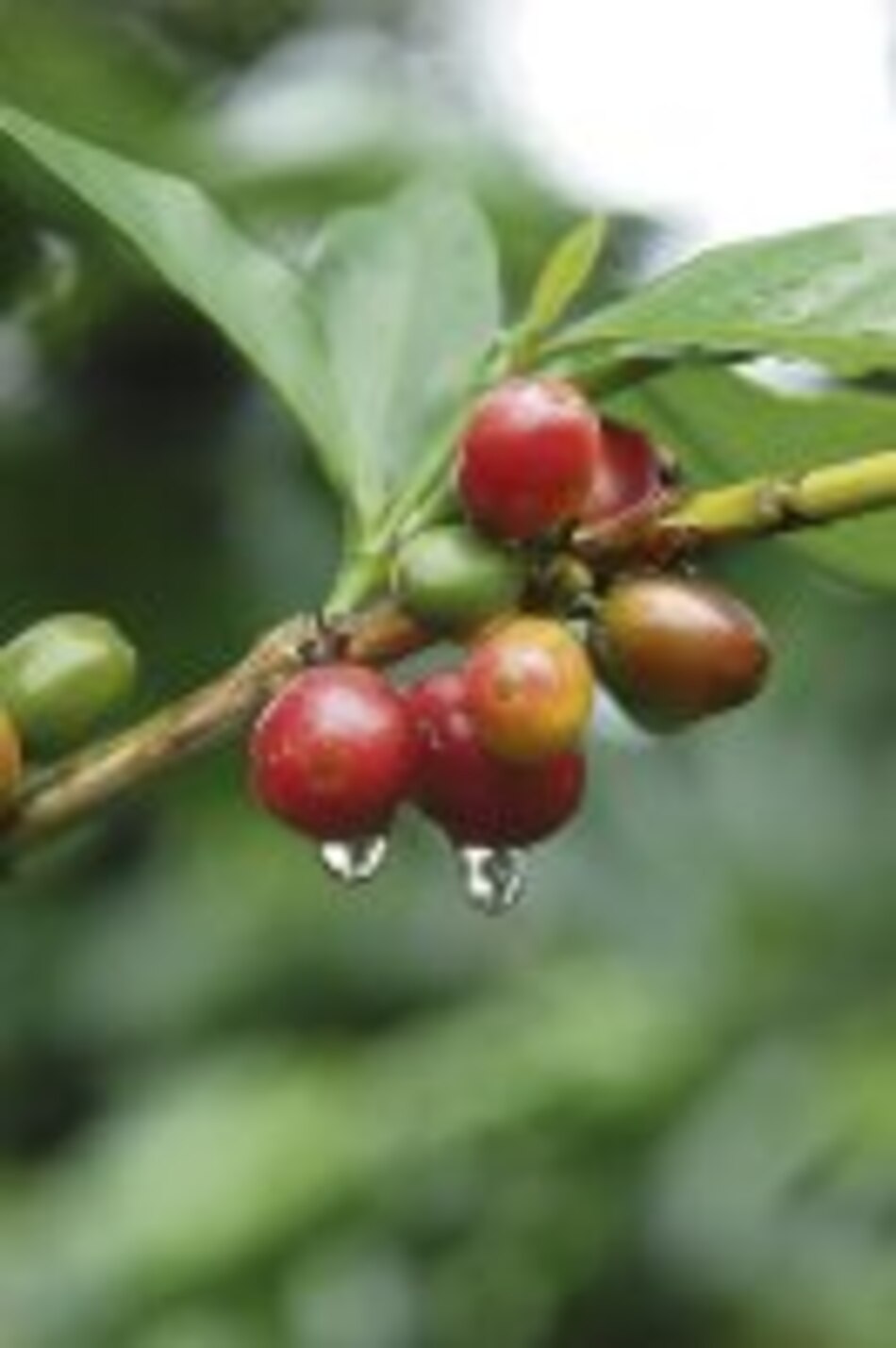 Agronoticias Productores ngöbe buglé exportarán café a Alemania