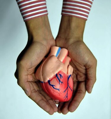 Células madre viajan de la médula al bazo y contribuyen a segundo infarto