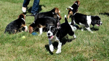 Nace la primera camada de perros por fecundación 'in vitro'
