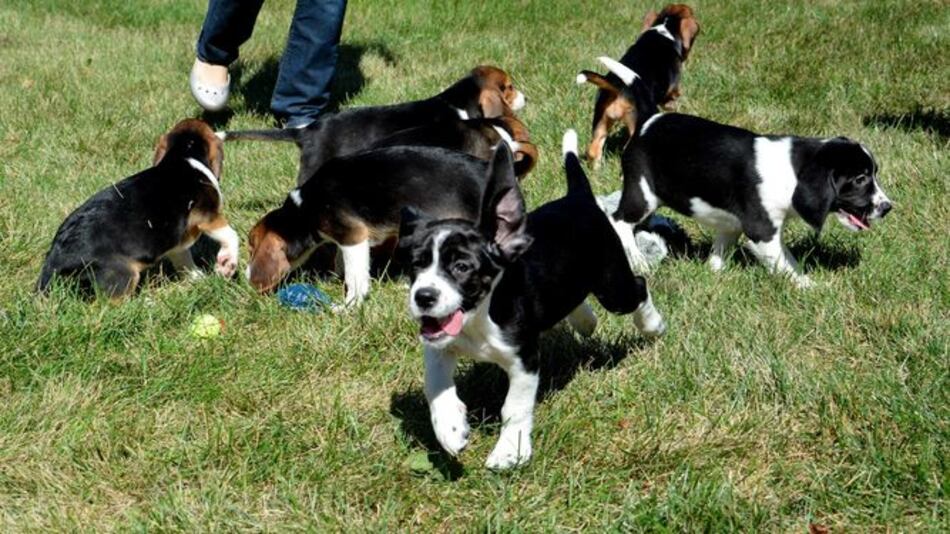 Nace la primera camada de perros por fecundación 'in vitro'