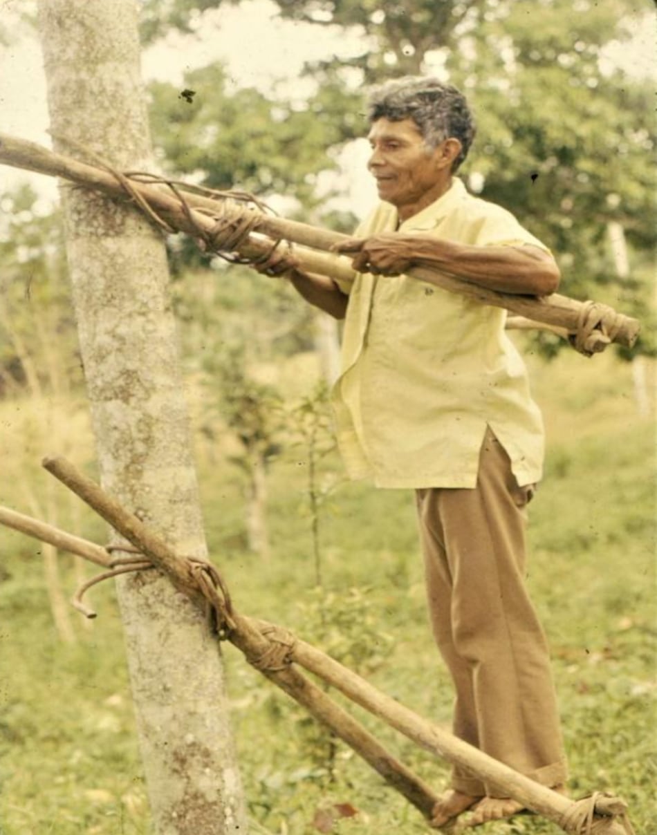 Don Octavio y sus palmas de pifá en El Cacao