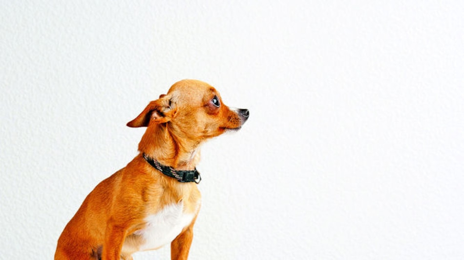 Ansiolítico para canes temerosos