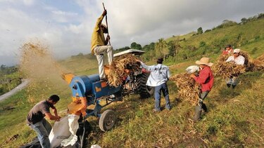 Producción de poroto disminuye 53.8%