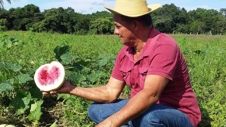 Confirman afectaciones por lluvias irregulares en varias áreas de Azuero