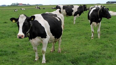 España reporta un caso de enfermedad de las vacas locas