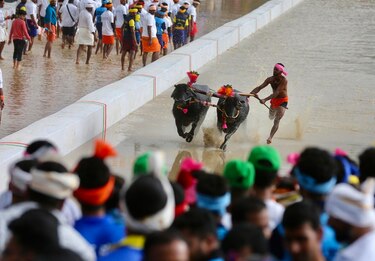 La carrera con búfalos sobre campos de arroz