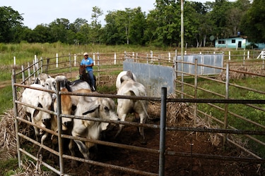 El gusano barrenador rompió la barrera que lo frenaba en Panamá, toca recuperar el control