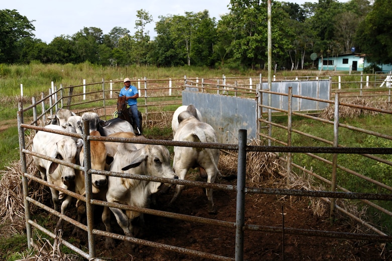El gusano barrenador rompió la barrera que lo frenaba en Panamá, toca recuperar el control