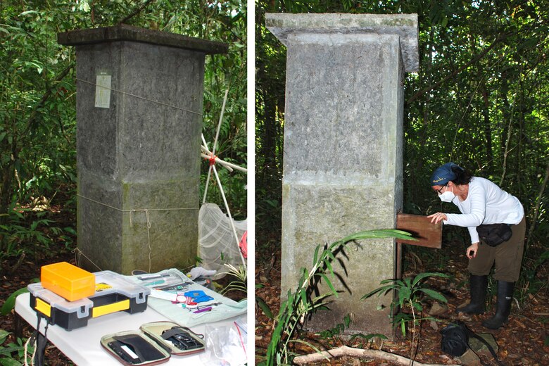 Las presas pequeñas acosan a los depredadores... y ganan
