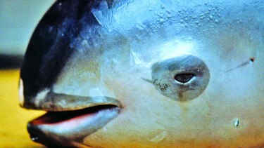 Auxilio para la vaquita marina