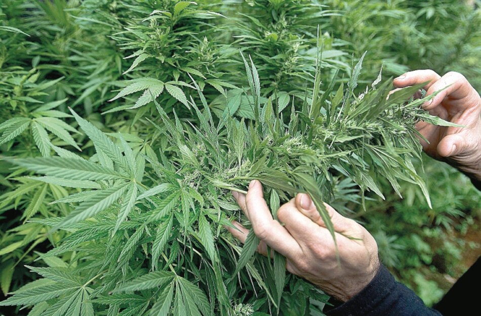 Producción y comercialización del cannabis medicinal se hará de forma local