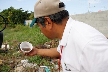 Minsa: Detecta criaderos de 'Aedes aegypti' dentro de hogares en San Miguelito