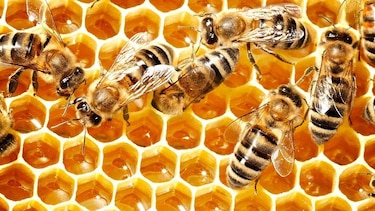 Los secretos químicos de la miel que la hacen perdurable y resistente a las bacterias