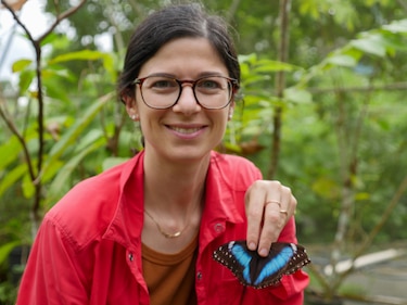 ¿Mariposas menos azules? El calor podría estar cambiando sus alas