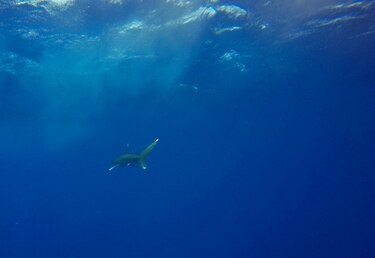 Convención internacional adopta una protección para los tiburones oceánicos de puntas blancas
