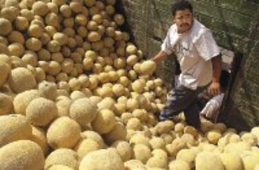 Mejoran vida comercial de melones