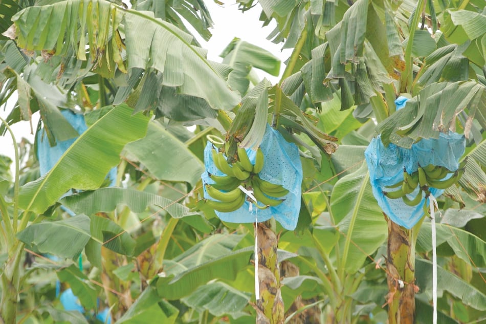 David Ochy y la agonía de Astbarú