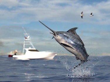 Panamá fortalece la pesca deportiva y refuerza la protección de los peces vela y marlines