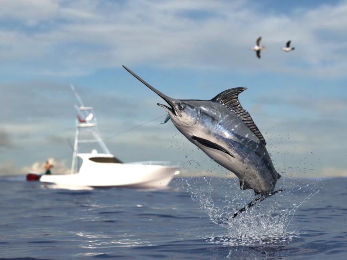 Panamá fortalece la pesca deportiva y refuerza la protección de los peces vela y marlines