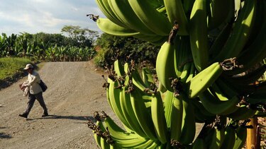 Panamá refuerza controles fronterizos para evitar el ingreso de plaga bananera